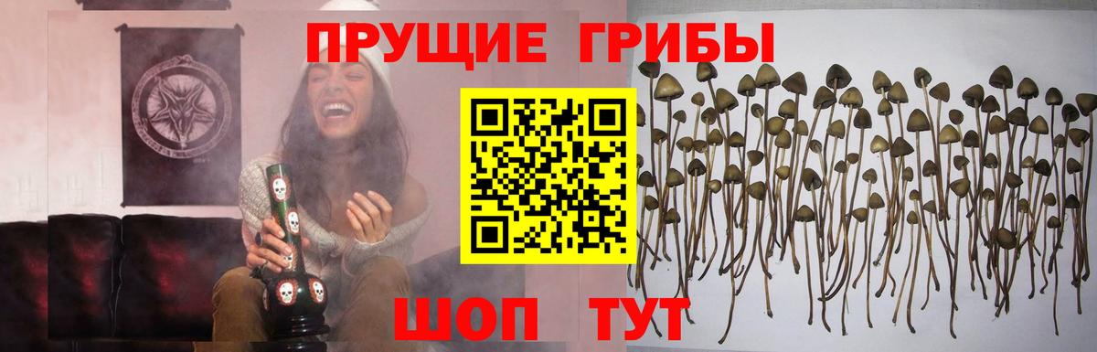 Галлюциногенные грибы Cubensis  сколько стоит  Аша  Вход с VPN  Псилоцибиновые грибы Cubensis 